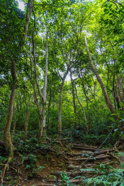 [新竹]飛鳳山2512106