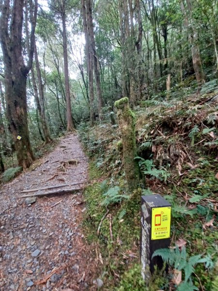 【台中和平】巧遇藍腹鷴帝雉。 稍來山步道2749902