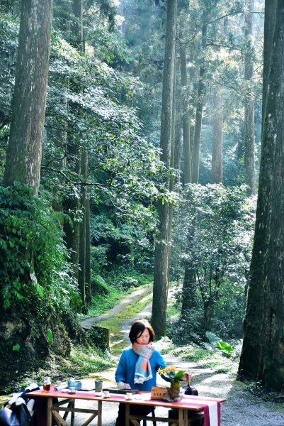 2026.02.07~02.08阿里山健行 & 阿里山石棹森林茶席(嘉義/登山/JRJ紀錄分3010640