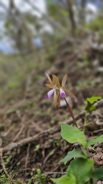 【沒事夏天別走】巴層巴墨山2806744