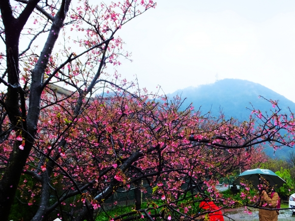 雨中寒櫻迎立春，狗殷勤古道賀新年 262337