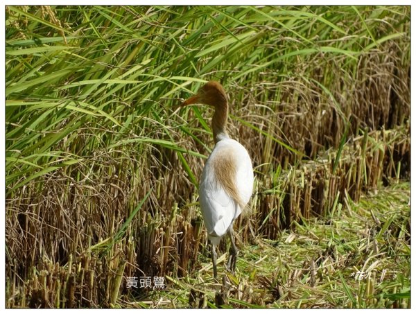 太興岩步道、萬鷺朝鳳、巧雲小棧 (嘉義 梅山)2886368