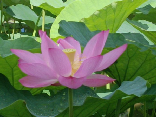 雙溪區彎穹夏日荷影2806532