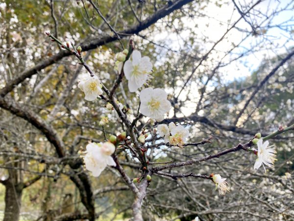 南橫小關山林道登留佐屯.小斯拉巴庫美瓏山1233420