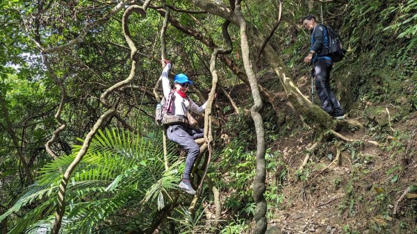 東勢大崙、東勢坑山、觀音湖山O走2986333