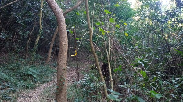 赤牛嶺登山步道1589078