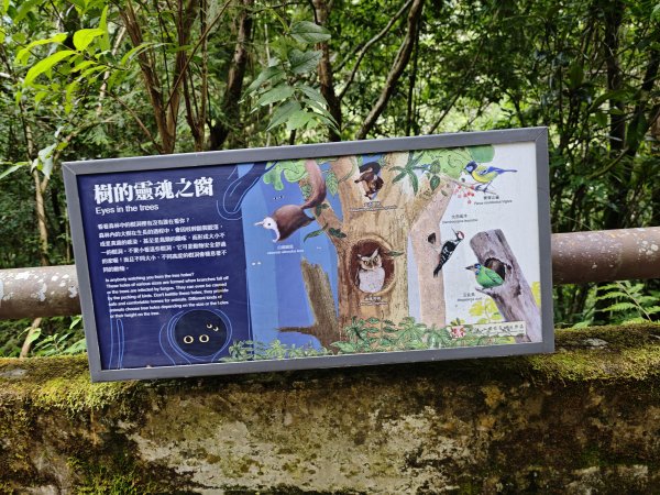 2025_0713 拉拉山神木群步道2837281