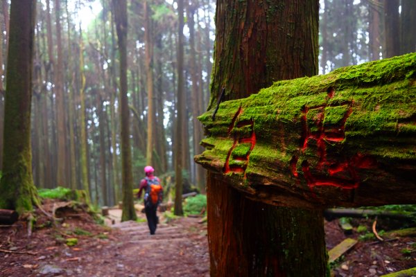 迷霧幽幽~特富野古道691942