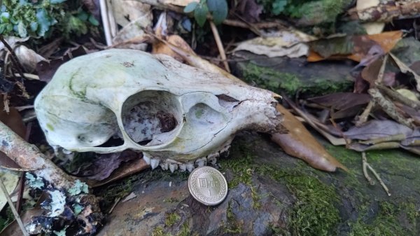 北坑山大板根東洗水山盡尾山東北峰2701700