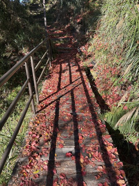 20251225塔山步道(大塔山)2970375