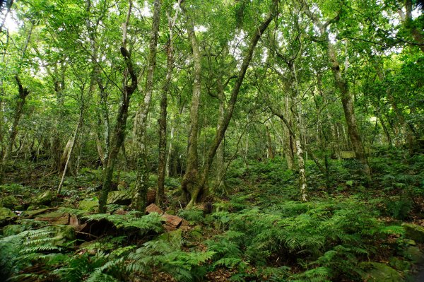 新竹 尖石 八五山、李崠山、鳥嘴下山3060744