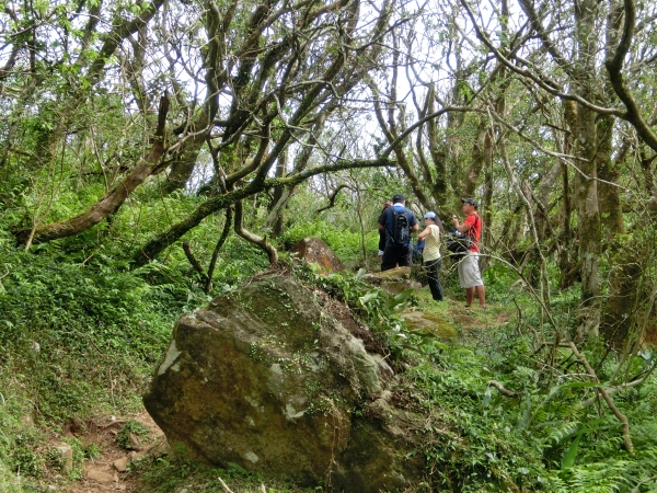 大屯山西峰．南峰．大屯坪94836