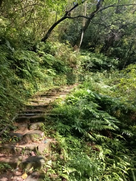 基隆市暖東舊道+頂子寮山+五分山步道(五分山)去回2946197