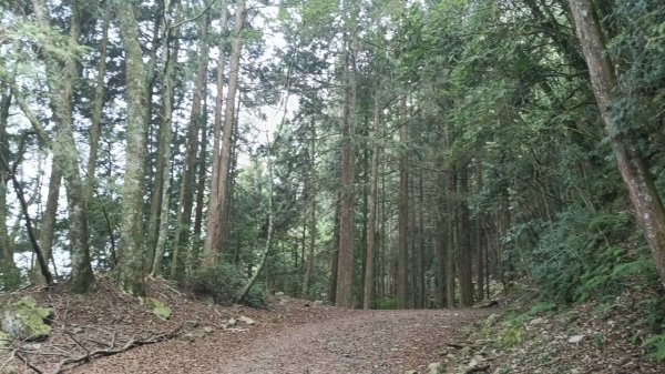 20251010 大雪山國家森林遊樂區 - 船型山林道 登 烏石坑山2911045