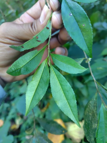 亞麻灣山 日湯真西南峰 亞麻灣山西峰2980017