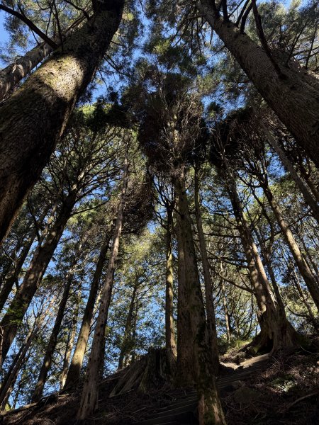 1141215大塔山步道2996119