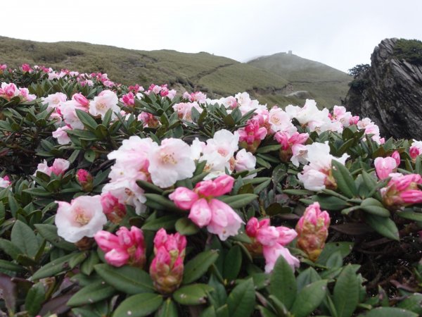 合歡山五座百岳賞杜鵑花587103