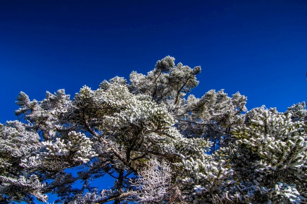 合歡西北 草原覆蓋著白霜27156