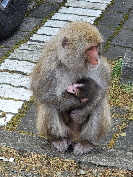 20260301鹿林山麟趾山3013001