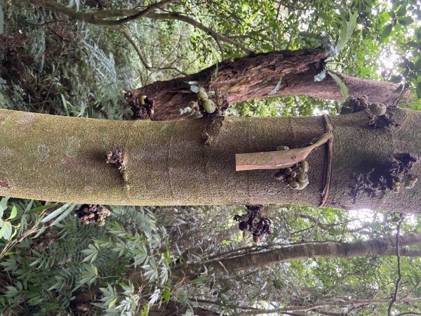 2025/09/07 大屯溪古道2926723