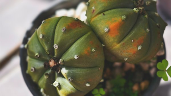 【蛇年走春】高雄桃源 • 世外桃源2700230