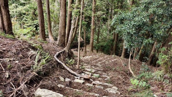 【谷關七雄】新山馬崙 - 松香裡的時光迴廊：聽山林講述歲月的故事3093999