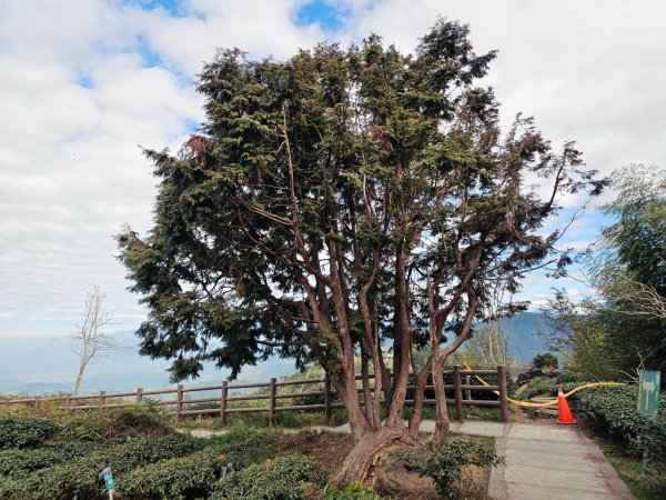 大崙山銀杏森林2966097