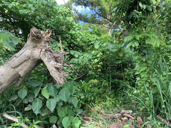 20250628高雄赤山2826275