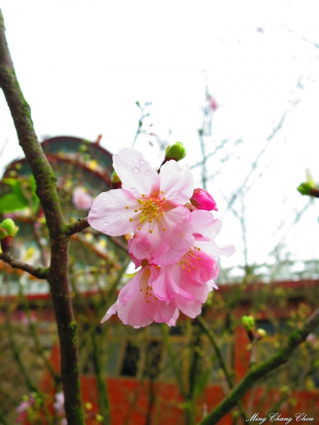 20150307~楓樹湖木蓮花~天元宮還沒開的櫻花15133