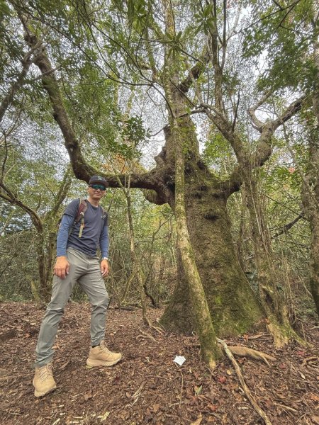 尖石鄉賞楓季-李崠山古堡、秀巒楓景、鎮西堡巨木群2958282