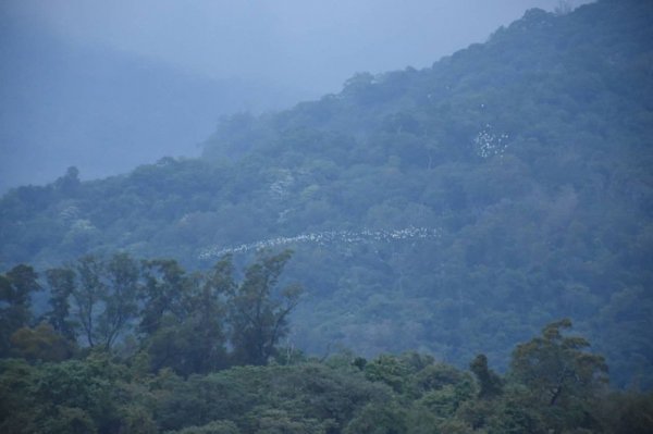 【動物】寶來也有「萬鷺朝鳳」 上百隻白鷺鷥群聚寶來溪
