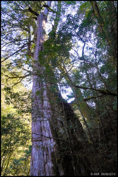 全台最大的紅檜森林 ~ 拉拉山巨木群885606