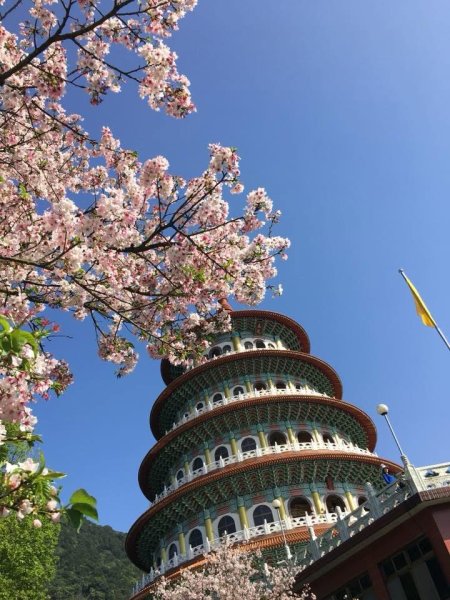 淡水天元宮賞櫻-三芝千手觀音如來2718439