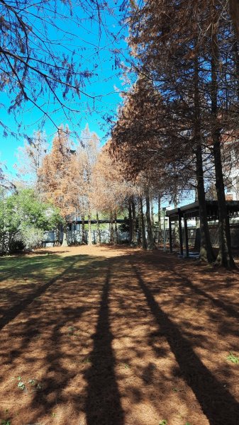 《台中》落雨松季｜石岡挑物古道O繞下情人木橋202501122687596