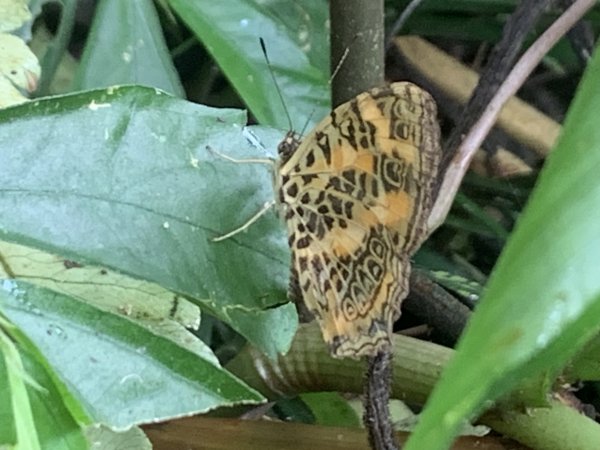 20251010高雄尾寮山-西北峰2913662