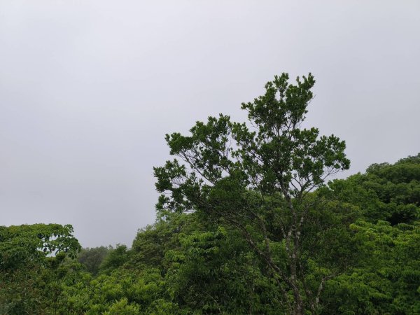 桃園市-東眼山3053953