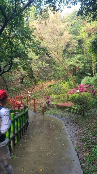 2025-0204 鶯歌_大凍山_三角埔頂山_迴龍2707986