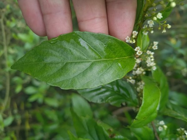 梅山鄉撿山頭2449447