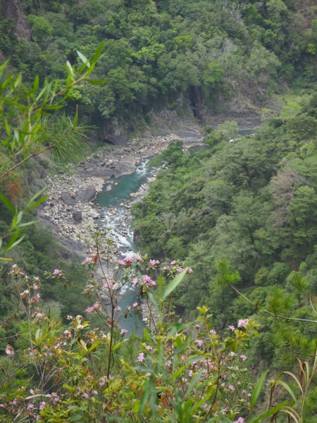 南投惠蓀林場杜鵑嶺松風山步道200404903340