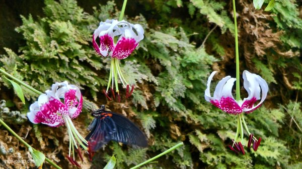 #二格山 #霞光 #日出 #艷紅鹿子百合 #大鳳蝶雄蝶 #紅花石蒜 #彼岸花 8/232867772