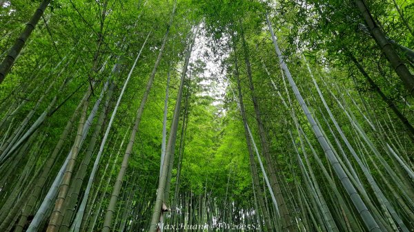 《台中》優美稜線｜橫嶺山自然步道（大雪山社區南登山口）202505312800253
