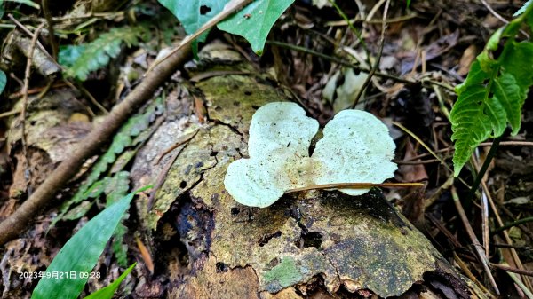 田薯O型連走(田寮山、毬子山、水頭排山、鎮石山、薯園山)全紀錄2289658