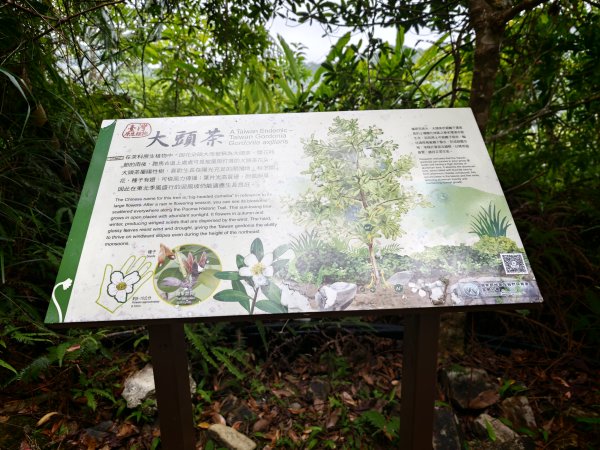 [淡蘭古道] 2026_0524 南路第五段_跑馬古道(下)-玉龍居3070190
