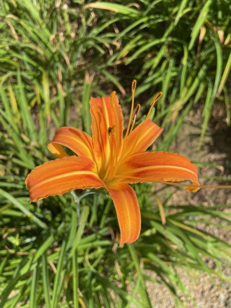 【天上山系】望月亭桐花2869350