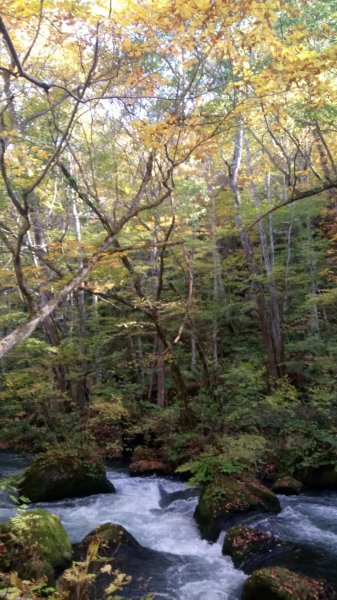 奧入瀨溪健行444368