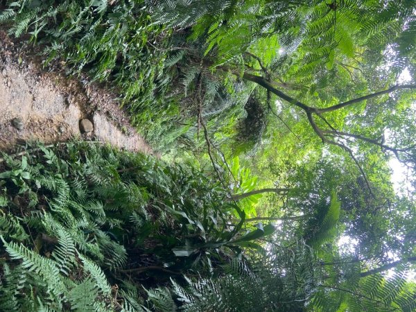 2025/7/27微笑山線_天上山系_烘爐地土地公2867414