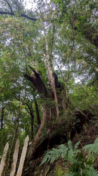 鎮西堡巨木步道群 (B區)2861167