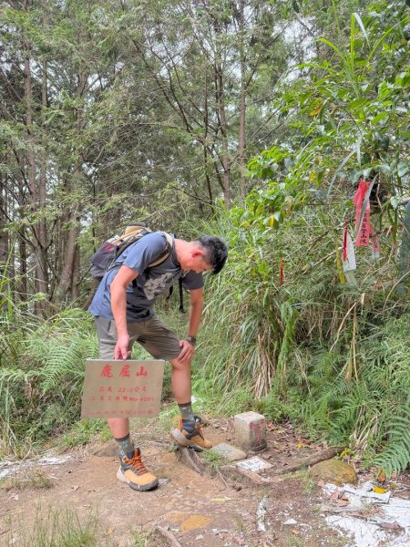 鹿屈山-杉林溪賞花趣2816487