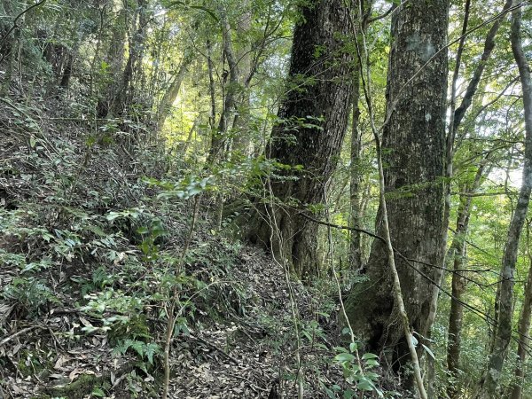 雪見大板根2959289