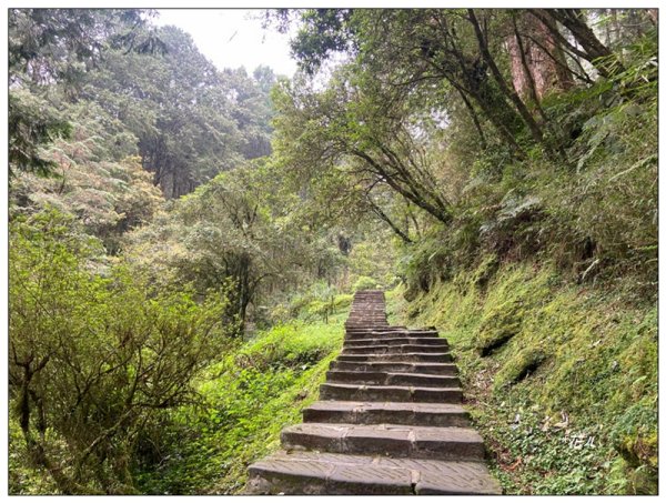 阿里山神木群棧道2771627